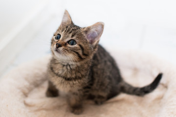 Adorable tabby kitten