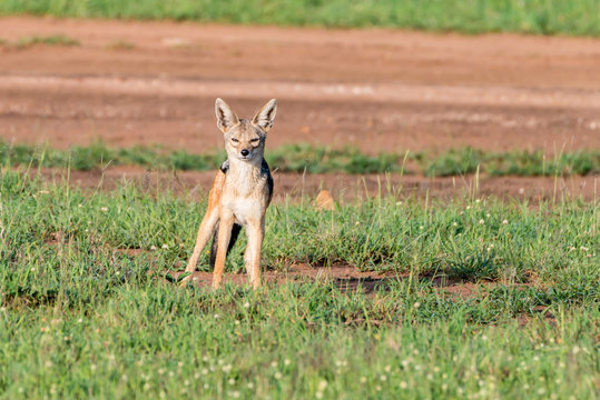 Black-backed jackal or Canis mesomelas on grass