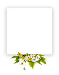 Summer yellow white wildflowers (buttercups, bells), green leaves of fern, blank greeting card on a white background. Sheet of paper for congratulations with empty space