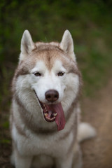 Close-up portrait of cute beige dog breed siberian husky with tonque hanging out sitting on the path in the forest