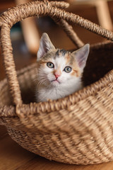 Cute kitten sitting in a wicker basket
