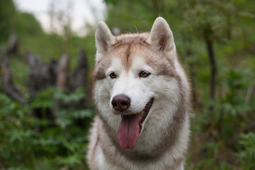 Close-up portrait of cute dog breed siberian husky with tonque hanging out in the forest