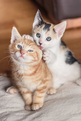 Two adorable kittens, one licking cleans the other's ear