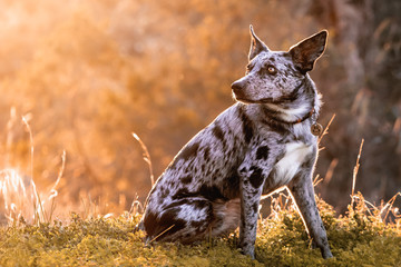 Australian sheep dog sitting amongst grass during sunset