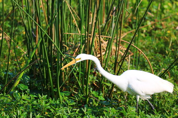 White Egret