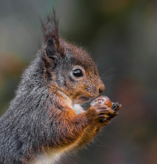Cute red squirrel with nut