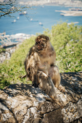 Barbary Macaque sitting on a wall at the top of The Rock of Gibraltar.
