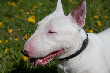 Miniature bull terrier close up. English bull terrier or the white cavalier.