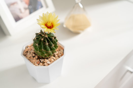 Yellow cactus flower in white vase on white table