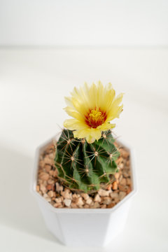 Yellow cactus flower in white vase on white table