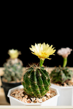 Three different cactus flower in wood box selective focus