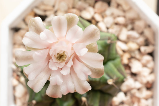 Close up of pink cactus flower