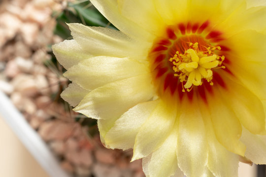 Selective focus at pollen of yellow cactus flower
