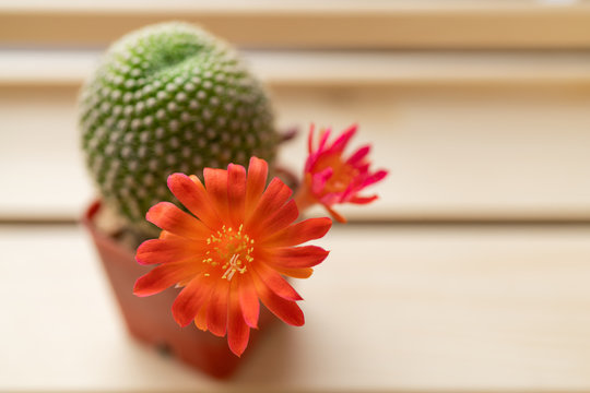 Red cactus flower in wood box selective focus
