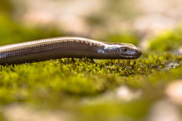 Peloponnese slowworm