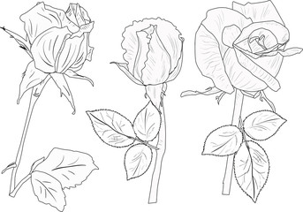 three rose buds sketches isolated on white