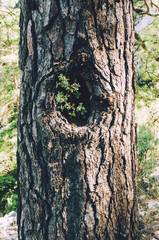 Сlose-up shot of hollow in huge tree with growing leaves inside. Concept Rare species of trees.