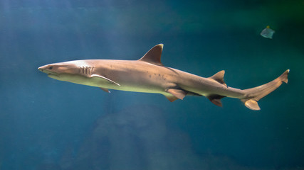Naklejka premium White tip reef shark swimming