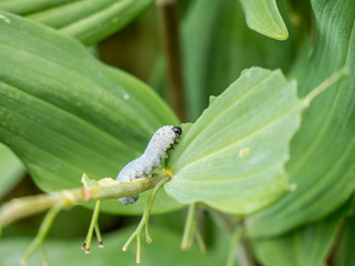 Raupe beim fressen im Garten