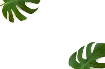 Frame of tropical leaves monstera on a white background with space for text. Top view, flat lay.