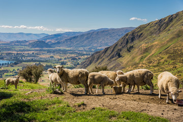 Fototapeta na wymiar Sheep on the climb up Roy's Peak, Wanaka, New Zealand