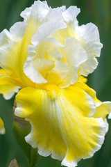 Iris