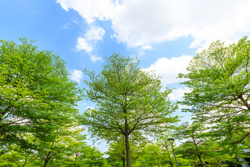 Green forest and blue sky with white clouds