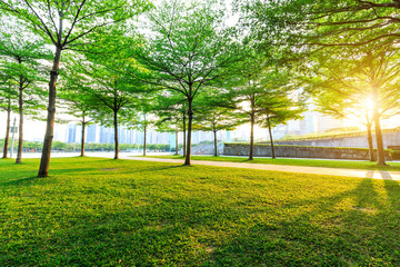 Fototapeta na wymiar City park green trees at sunrise