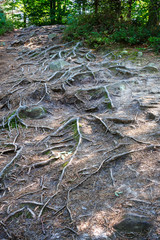 Carpathians mountain forest in nice day