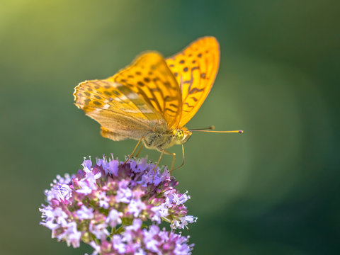 Silver washed fritillary