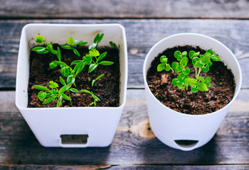 Young greens in pots, sprouts of basil and coriander, balcony garden on a wooden background