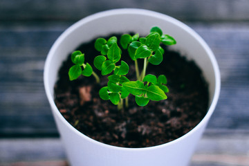 Young basil in a pot on a wooden background, balcony greens