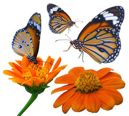 butterfly and flower isolated on white background