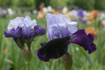 Iris violet mauve