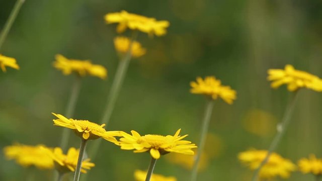 video with small yellow flowers closeup