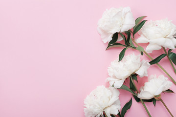 White peony flowers on pink pastel table top view and flat lay style.