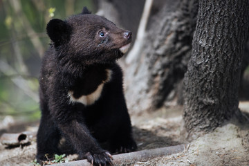 Himalayan black bear cub