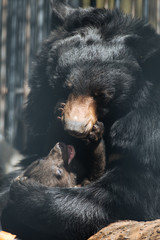 Himalayan black bear cub playing with mother