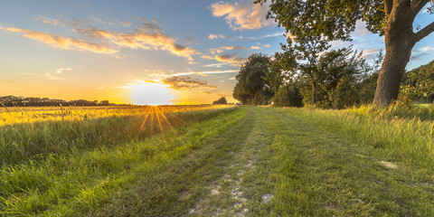 Wheat field along old oak track at sunset