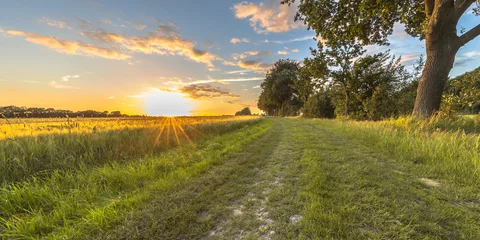 Photo sur Aluminium Campagne Champ de blé le long d& 39 une vieille piste en chêne au coucher du soleil