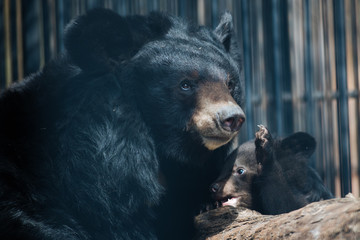 Himalayan black bear cub playing with mother