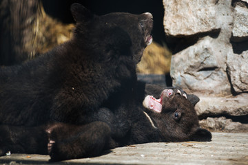 Himalayan black bear cubs