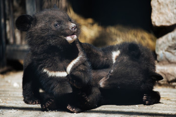 Himalayan black bear cubs © A.Lukin