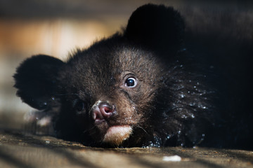 Himalayan black bear cub resting