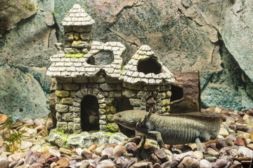 Axolotl and decoration of the church in the aquarium.