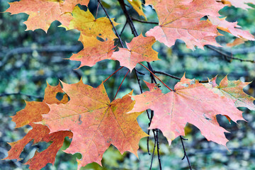 Several autumn maple leaves red and yellow on a tree branch. In the background, green leaves of other trees and plants. Autumn nature. Forest or Park. Warm sunny day. Background, backdrop, Wallpaper.