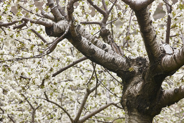 Cherry blossom in Jerte Valley, Caceres. Spring in Spain