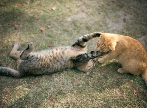 戯れる猫の日々