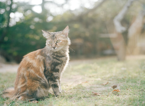 たそがれる猫