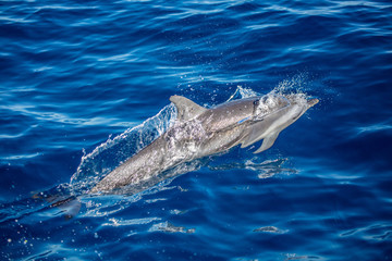 Naklejka premium dolphin